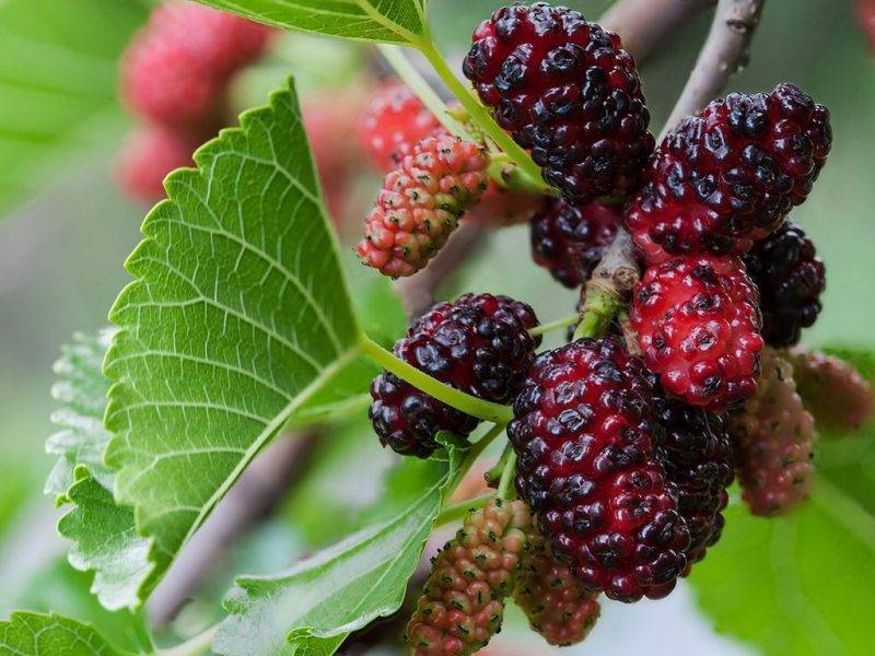 Шелковица купить саженцы из питомнике в Череповце