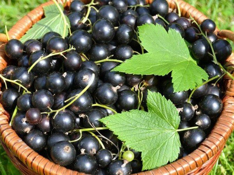Смородина купить саженцы из питомника в Череповце