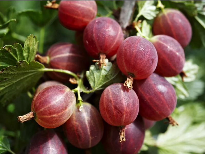 Крыжовник купить саженцы из питомника в Череповце