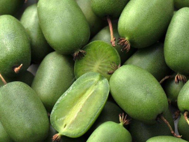 Актинидия купить саженцы из питомнике в Череповце