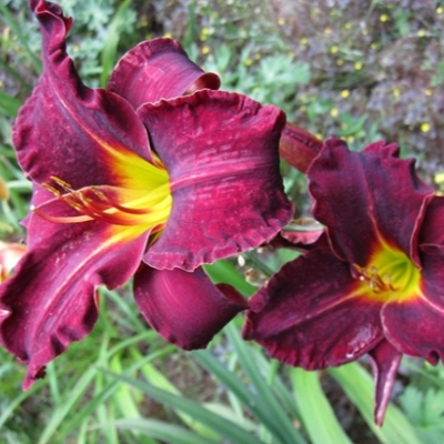 Лилейник "БЛЭК СТО