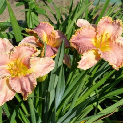 Лилейник "ДАРЬЯ"