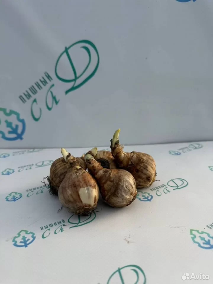 Нарцисс "ЭПРИКОТ ВИРЛ" (5 штук)