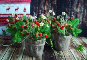 Земляника лесная для дома (7 шт в упаковке)