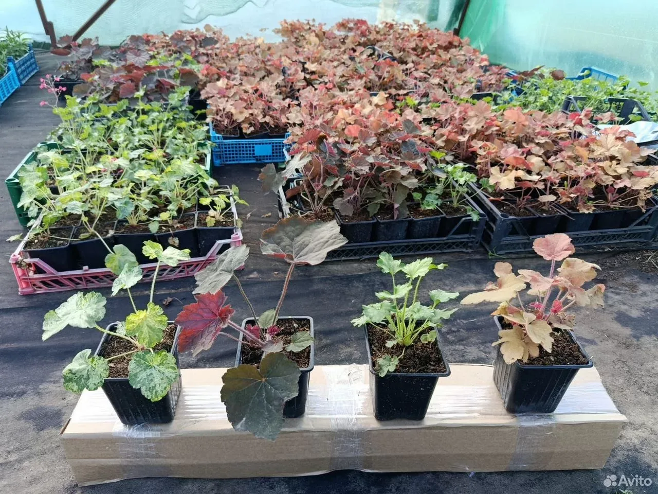 Гейхера Крем Брюле (с закрытой корневой системой в стакане Р9)