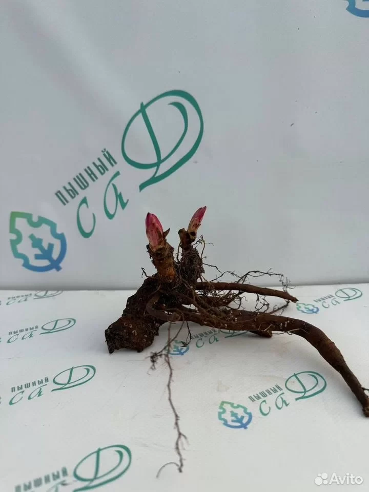 Пион "РЕД ЧАРМ"