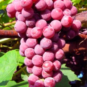 Виноград "ГУНА"